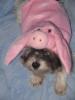 Halloween Pictures-lilly-piggy-3.jpg
