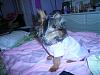 Abby after surgery-picture-104.jpg