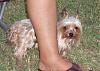 It was a Yorkie 4th of July!!-4th-july1.jpg