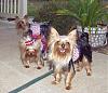 It was a Yorkie 4th of July!!-4th-july4.jpg