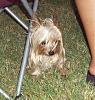 It was a Yorkie 4th of July!!-4th-july-4-.jpg