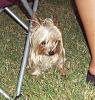 It was a Yorkie 4th of July!!-4th-july-4-.jpg