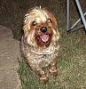 It was a Yorkie 4th of July!!-4th-july-5-.jpg
