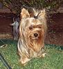 It was a Yorkie 4th of July!!-4th-july-7-.jpg