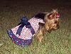 It was a Yorkie 4th of July!!-4th-july-8-.jpg
