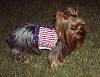 It was a Yorkie 4th of July!!-4th-july-9-.jpg