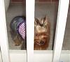 It was a Yorkie 4th of July!!-4th-july-10-.jpg