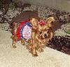 It was a Yorkie 4th of July!!-4th-july-11-.jpg