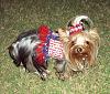 It was a Yorkie 4th of July!!-4th-july-12-.jpg