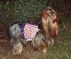 It was a Yorkie 4th of July!!-4th-july-13-.jpg
