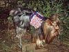 It was a Yorkie 4th of July!!-4th-july-14-.jpg