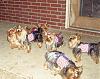It was a Yorkie 4th of July!!-4th-july-16-.jpg