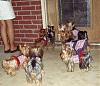 It was a Yorkie 4th of July!!-4th-july-17-.jpg