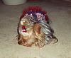 It was a Yorkie 4th of July!!-4th-july-20-.jpg
