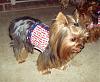It was a Yorkie 4th of July!!-4th-july-21-.jpg
