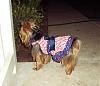 It was a Yorkie 4th of July!!-4th-july-22-.jpg