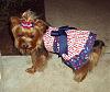 It was a Yorkie 4th of July!!-4th-july-23-.jpg