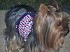 It was a Yorkie 4th of July!!-100_1358.jpg