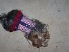 It was a Yorkie 4th of July!!-100_1373.jpg