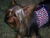 It was a Yorkie 4th of July!!-100_1356.jpg