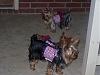 It was a Yorkie 4th of July!!-100_1360.jpg