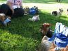 FINALLY!!! Our KC Meetup Pictures -- 2 weeks late!-teddi-rolling-grass.jpg