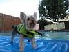 Sam went swimming!!!!-img_2462-small-.jpg