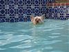 Sam went swimming!!!!-img_2473-small-.jpg