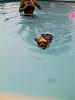 rat in the pool !!-image_337.jpg