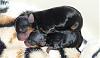 Lily's 3 Day Old Yorkies!-daisy-sparky.jpg