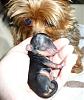 Lily's 3 Day Old Yorkies!-lily-sparky.jpg