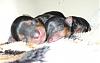 Lily's 3 Day Old Yorkies!-lilys-pups.jpg