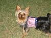 It was a Yorkie 4th of July!!-img_3370-600-x-450-.jpg