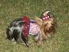 It was a Yorkie 4th of July!!-img_3377-600-x-450-.jpg