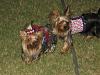It was a Yorkie 4th of July!!-img_3381-600-x-450-.jpg