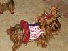 It was a Yorkie 4th of July!!-img_3402-600-x-450-.jpg