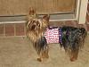 It was a Yorkie 4th of July!!-img_3412-600-x-450-.jpg