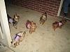 It was a Yorkie 4th of July!!-img_3386-600-x-450-.jpg