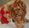 Princess Pia loves her new Go-Fetch dress!!-49-600-x-590-.jpg