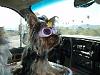 Doggles for the Girls-278-1.jpg