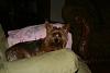 Lucy and Rebel pics-lazy-lucy-001-864-x-576-.jpg