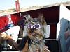 Doggles for the Girls-gloryinboat.jpg