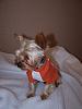 New Outfits for My Babies-bobbis-yorkie-small-web-view.jpg