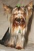 Vicious Yorkie!!!-img_4477.jpg