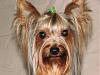 Vicious Yorkie!!!-img_4489.jpg