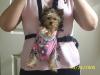 Your Yorkie Pics and weight-pixie-067.jpg