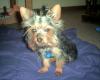 Your Yorkie Pics and weight-hair-cut-adj-1.jpg