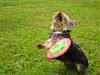 Schmoo - Frisbee Time Pics-schmoo2.jpg