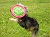 Schmoo - Frisbee Time Pics-schmoo5.jpg