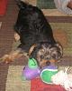 Our new baby, Bailey, playing!!-img_1475.jpg